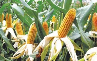 龍生2號玉米種子介紹，適宜播期6月上中旬