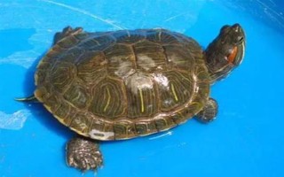 巴西龜冬眠蘇醒的時間，一般在次年的3-4月份逐漸蘇醒