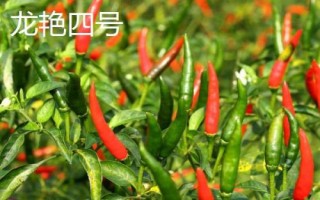 適合貴州種植的辣椒品種，是全國最大的辣椒交易市場