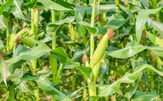 華耐黑糯57玉米品種簡(jiǎn)介，糯玉米品種
