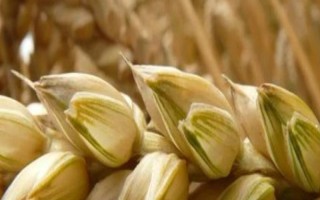 東北平原的農(nóng)作物以什么為主，主要包括小麥、水稻、甜菜、大豆等品種