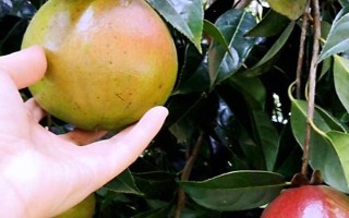油茶樹(shù)有哪些高產(chǎn)品種，以下6種的產(chǎn)量較高