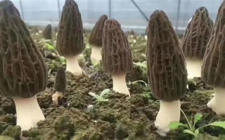目前我國(guó)人工栽培的食用菌有幾種，大概種植100種、有50多種可形成商品