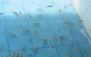 親親魚的產(chǎn)地，主產(chǎn)于泰國、中東地區(qū)、西雙版納等地方