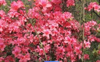 杜鵑花有毒嗎，有一定毒性