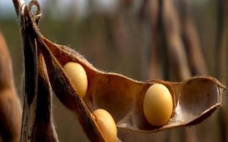 南農(nóng)518大豆品種的特性，一般每畝留苗1.7萬(wàn)株左右