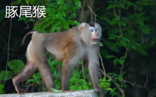 獼猴的種類，各有特點