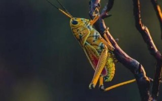 畫眉鳥(niǎo)吃什么能快速增肥，投喂昆蟲是適宜選擇