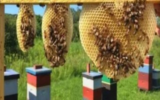 蜂巢的筑造過(guò)程，筑巢前需要偵查蜂外出選址
