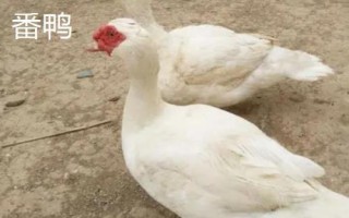 番鴨和水鴨的區(qū)別，外觀、習(xí)性和科屬均不同