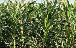 龍星1號玉米種子特點，中抗大斑病