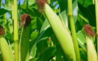譽(yù)成8玉米種子特征特性，確定最佳的播種期