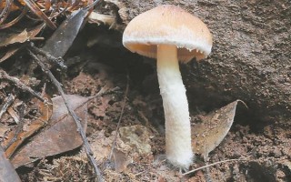 菌種選育方法，可自然選育和誘變育種