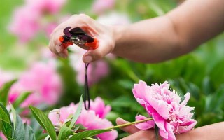 芍藥鮮花的水養(yǎng)方法，使用細(xì)口的容器水養(yǎng)為佳
