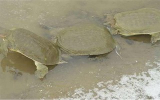 怎么養(yǎng)殖甲魚，每天可以投喂3次