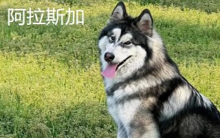 阿拉斯加和哈士奇的區(qū)別有哪些，體型、瞳孔顏色均不同