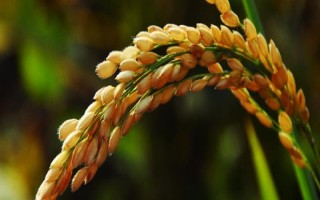 徽兩優(yōu)絲苗水稻種子特征特性，抽穗期遇連陰雨注意防治稻曲病