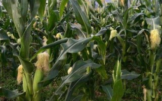 科沃8904玉米品種的特性，選擇中上等肥力地塊種植