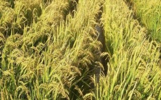 雅康1優(yōu)雅禾水稻種子簡介，該品種基部葉葉鞘中等紫色