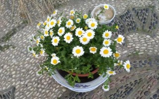 怎么養(yǎng)白晶菊，每隔7-10天左右澆水一次