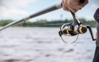 如何手竿釣鱸魚，是兇猛的肉食性魚類