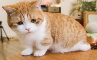 怎么防止貓咪肥胖，首先需要科學(xué)合理喂食