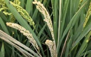 隆晶優(yōu)1378水稻品種的特性，早造全生育期122～129天