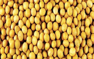 牡豆10大豆種子特征特性，高油大豆品種