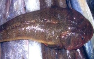 鲬魚的價(jià)格，一斤需要3-6元左右