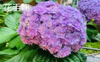 新老枝開花的繡球種類，常見的有無盡夏、佳澄等