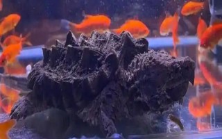 鱷龜?shù)娘曫B(yǎng)方法，每隔7-10天消毒一次
