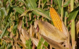 偉科902玉米品種簡(jiǎn)介，全生育期100天左右