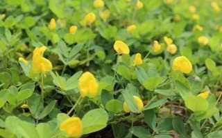 花生開花期要施什么肥料，初花期可追施硫酸鈣等肥料