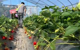 一畝大棚草莓的利潤(rùn)多少，頭年利潤(rùn)大約為17000元左右