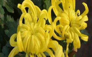菊花要不要打頂，剪除頂端旺長(zhǎng)枝條才能促進(jìn)新枝萌發(fā)