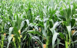 金梁199玉米種子介紹，4月下旬至5月上旬播種