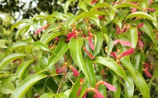 現(xiàn)在種植什么樹能賺錢，可種植彩葉樹種、喬木類等