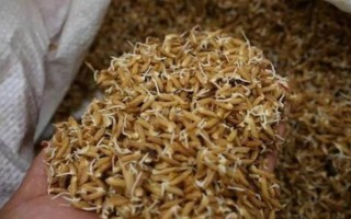 雜交水稻出現(xiàn)的意義，代表我國人民徹底擺脫了饑餓