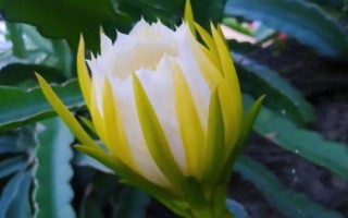 火龍果花能不能吃，未開放的花蕾可食用