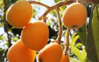 受歡迎的枇杷品種，有大五星枇杷、早鐘六號(hào)枇杷等