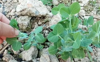 怎么種豌豆苗，9月份到次年的2月份都可種植