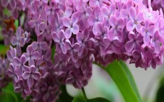 丁香花開花時間，不同品種的花期各有差異
