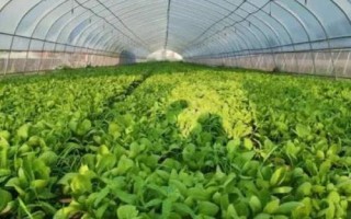 目前農(nóng)村種什么東西比較賺錢，種植金銀花的利潤比較可觀