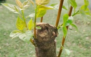 三角梅嫁接所用砧木，以長勢強(qiáng)的紫花三角梅為宜
