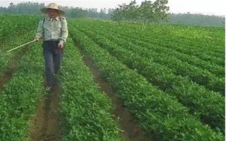 提高花生產(chǎn)量的方法，需輪作換茬、巧施肥料等