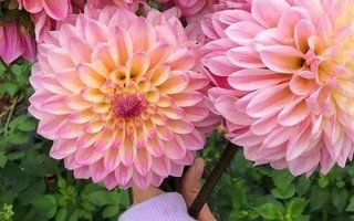 大麗花的開花時(shí)間，一般為5月份左右