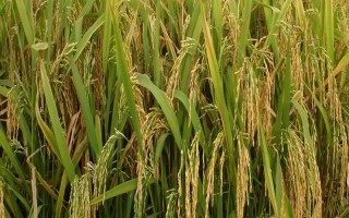 友香糯806水稻種子特點(diǎn)，每畝有效穗數(shù)15.5萬(wàn)