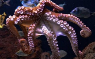 章魚是什么魚，不是魚類而是一種軟體動物