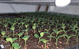 夏季蔬菜育苗要注意什么，及時(shí)分苗間苗可讓秧苗更粗壯