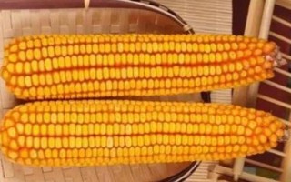 YF1235玉米種子特點(diǎn)，高抗南方銹?。ú〖?級）
